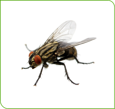 House Flies