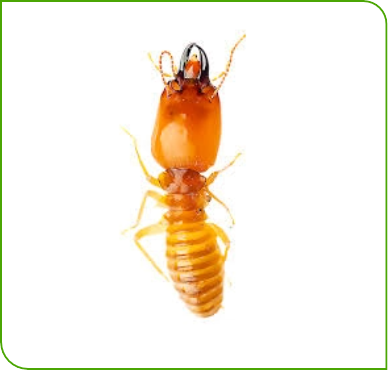 Termite